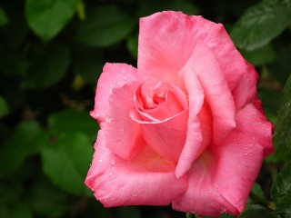 Роза келли