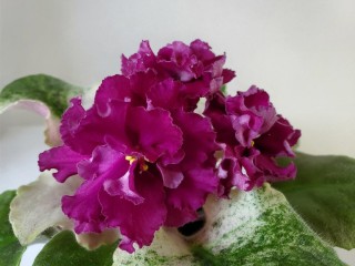 Фиалка бархатная королева