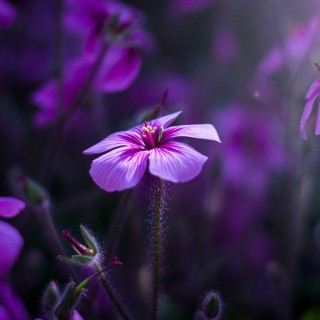 Фиолетовые маленькие цветы