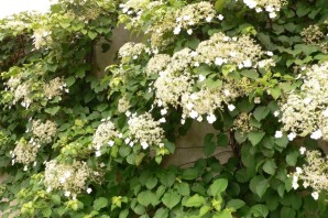 Черешковая гортензия
