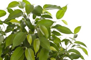 Цветок фикус бенджамина