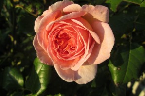 Роза кларенс