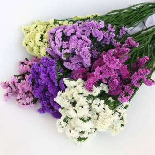 Цветы сухоцветы статица