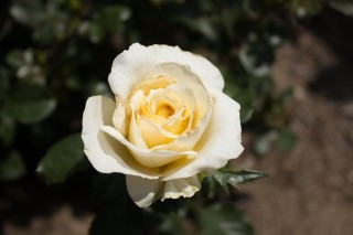 Роза уайт ликорис