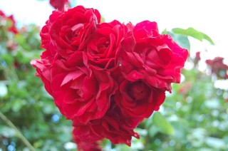 Роза плетистая амадеус