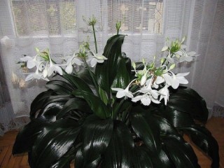 Цветок домашний с белыми цветами