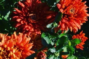 Хризантема корейская ватра