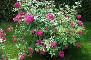 Мускусная роза динки