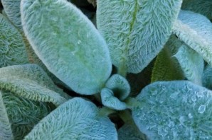 Комнатный цветок заячьи ушки