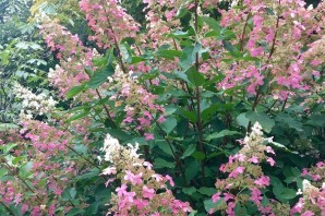 Гортензия метельчатая биг бен