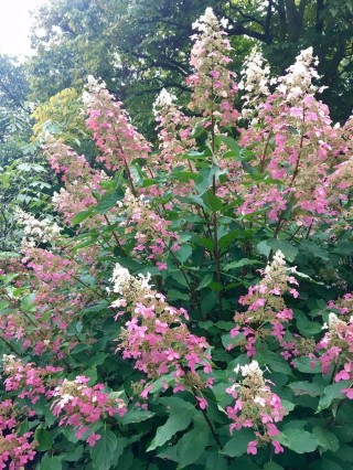 Гортензия метельчатая биг бен