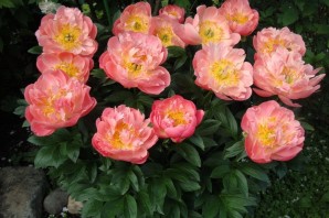 Пион пинк гавайан корал