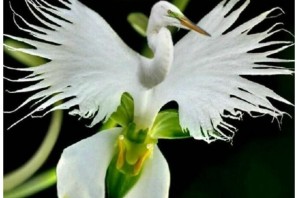 Бразильская орхидея
