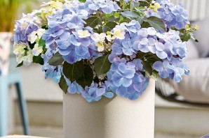 Гортензия ампельная френч болеро