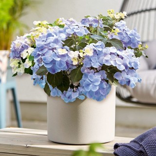 Гортензия ампельная френч болеро