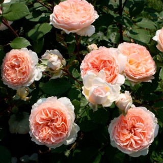 Роза мархензаубер