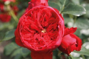 Роза флорентина клаймбер