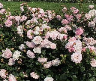 Розенфасцинацион роза