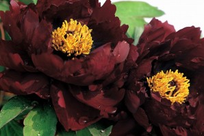 Пион древовидный эрли блэк