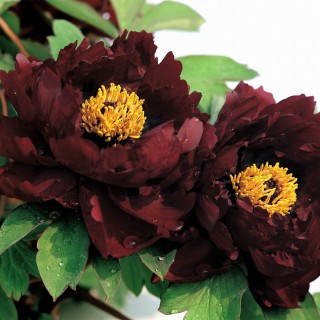 Пион древовидный эрли блэк