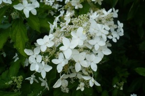 Мэджикал старлайт гортензия