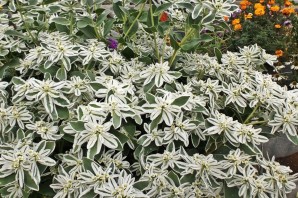 Садовые цветы невеста