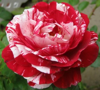 Роза сентименталь