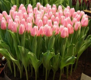 Сорт тюльпана супермодель