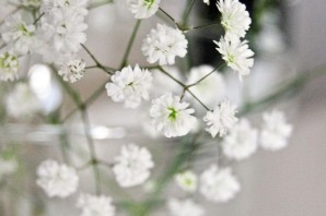 Маленькие беленькие цветочки