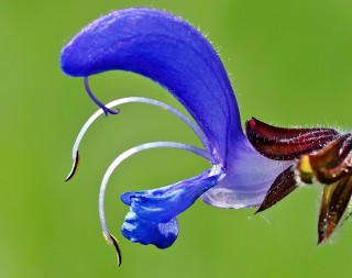 Двугубый венчик цветка