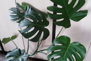 Цветы комнатные с большими листьями