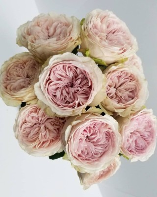 Японская роза