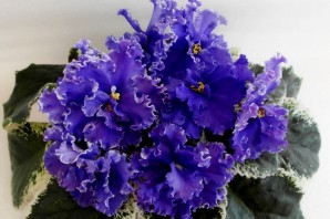 Фиалка синяя роскошь