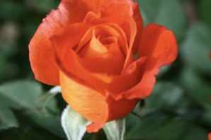 Роза оранж