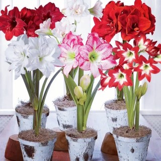 Луковичный домашний цветок