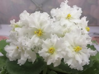 Фиалка призрак оперы