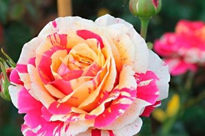 Роза плетистая ванила фрайз