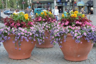 Цветы для вазонов на улице