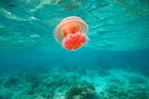 Медузы в красном море