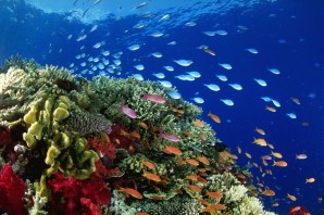 Тихий океан органический мир