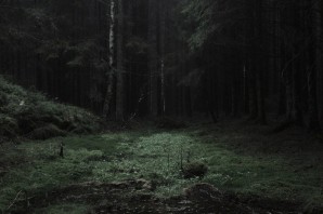 Мрачный густой лес