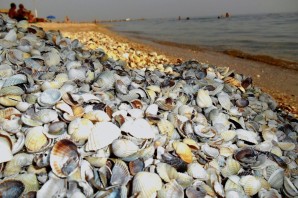 Моллюски азовского моря