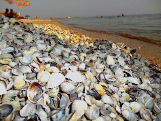 Моллюски азовского моря