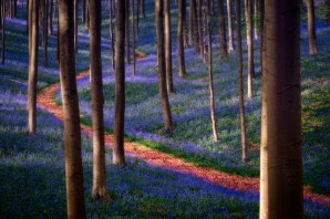 Бельгийский лес