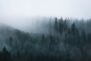 Туманный лес обои на рабочий стол