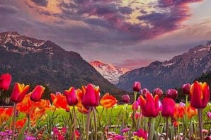 Долина тюльпанов