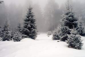 Снежный лес обои