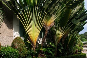Мадагаскарская пальма