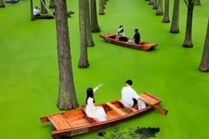 Китайский лес