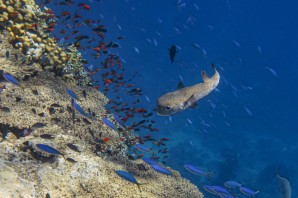 Опасные рыбы красного моря шарм эль шейх
